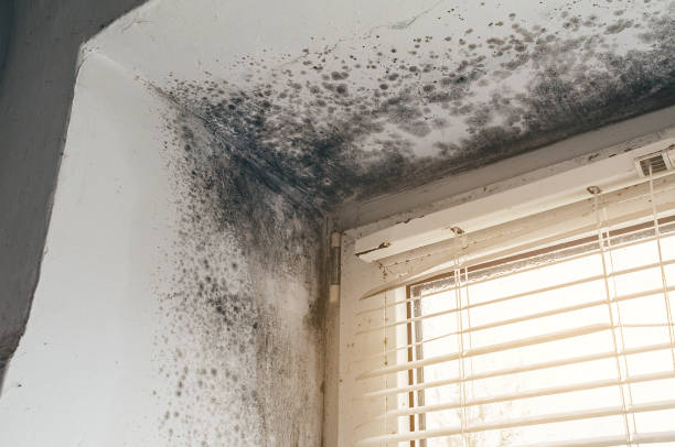 Affordable Hvac And Air Duct Mold Remediation solutions in Livingston, NJ